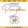 Growing A Little Pumpkin SVG PNG, Halloween Pregnancy announcement svg